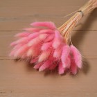 Сухие цветы лагуруса, набор 60 шт., цвет розовый