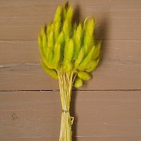 Сухие цветы лагуруса, набор 60 шт., цвет зеленый